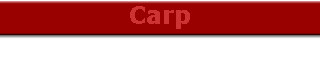 Carp